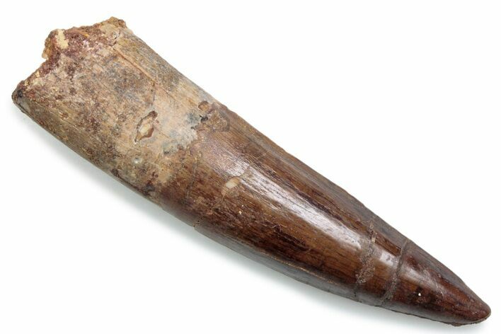 Fossil Spinosaurus Tooth - Real Dinosaur Tooth #381069